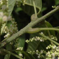 Meliosma simplicifolia (Roxb.) Walp.